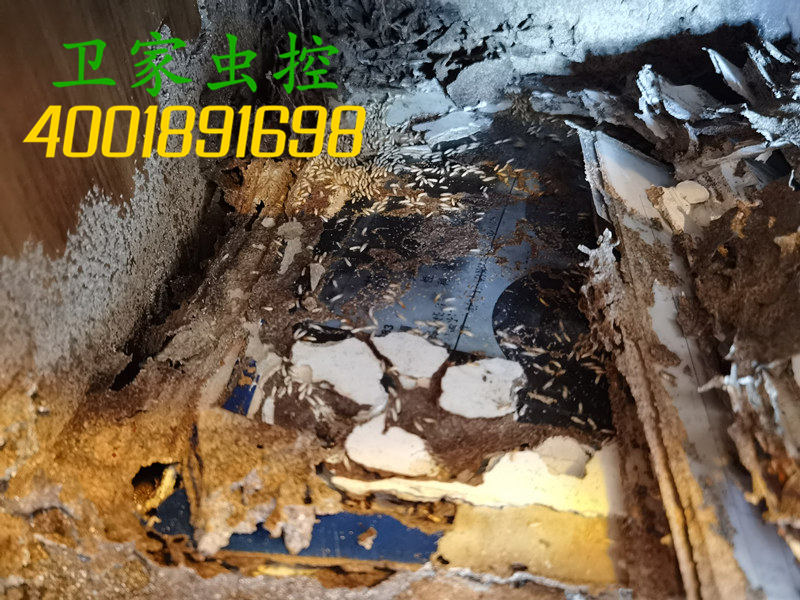 白蚁已经杀死了,为什么还要做预防?